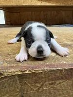 Bella-AKC, a female Boston Terrier for sale in Potosi, WI – 1 of 3