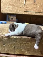 Stella-AKC , a female Boston Terrier for sale in Potosi, WI – Photo 2 of 3