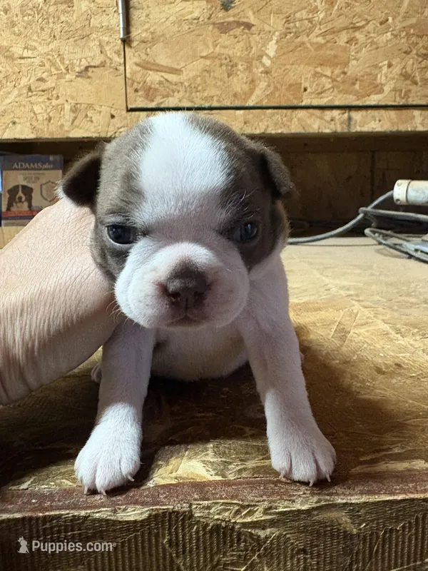 Stella-AKC  – Boston Terrier puppy for sale in Potosi, WI