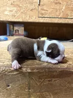 Stella-AKC , a female Boston Terrier for sale in Potosi, WI – Photo 3 of 3