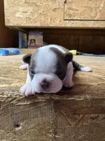 Stella-AKC , a female Boston Terrier for sale in Potosi, WI – Photo 1 of 3