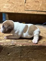 Champ -AKC, a male Boston Terrier for sale in Potosi, WI – 2 of 3