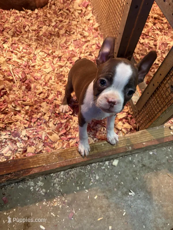 Miley-AKC – Boston Terrier puppy for sale in Potosi, WI