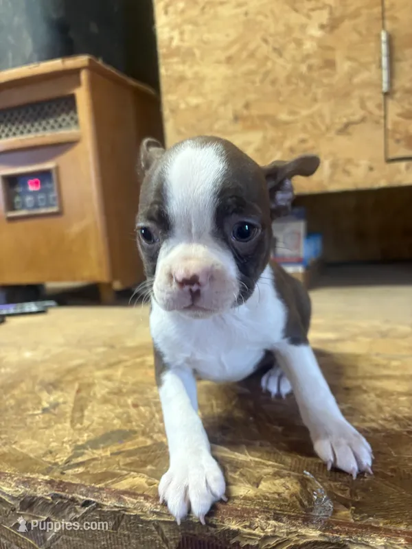 Miley-AKC – Boston Terrier puppy for sale in Potosi, WI