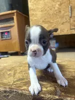Miley-AKC, a female Boston Terrier for sale in Potosi, WI – Photo 1 of 3