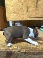 Miley-AKC, a female Boston Terrier for sale in Potosi, WI – Photo 3 of 3