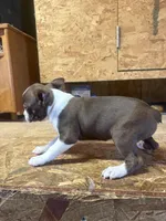 Miley-AKC, a female Boston Terrier for sale in Potosi, WI – Photo 2 of 3
