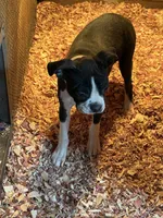 Abby-AKC, a female Boston Terrier for sale in Potosi, WI – Photo 3 of 4