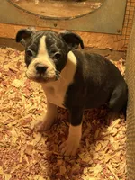 Abby-AKC, a female Boston Terrier for sale in Potosi, WI – Photo 1 of 4