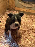 Abby-AKC, a female Boston Terrier for sale in Potosi, WI – Photo 2 of 4