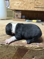 Sparky , a male Boston Terrier for sale in Potosi, WI – 2 of 3