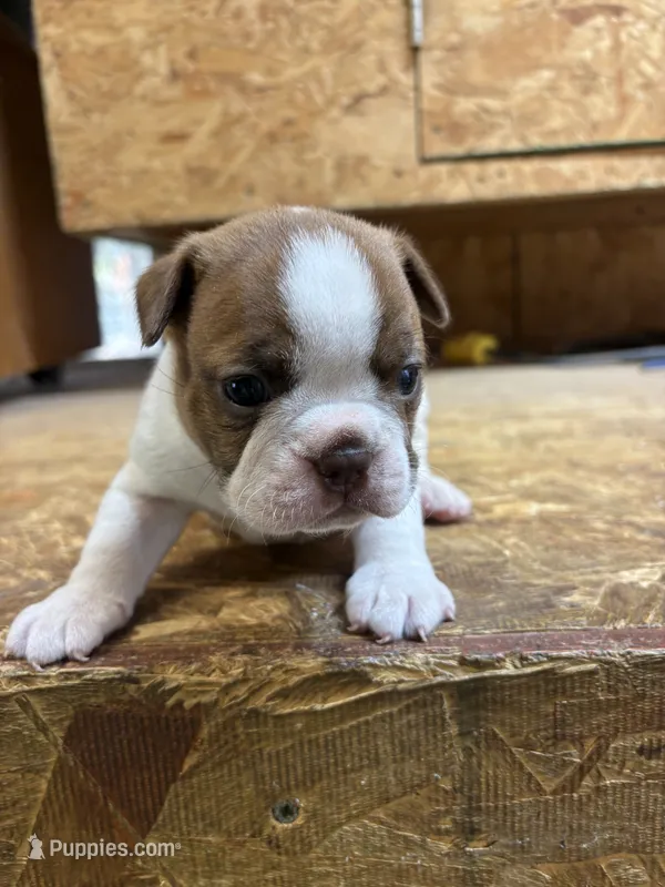 Champ -AKC – Boston Terrier puppy for sale in Potosi, WI