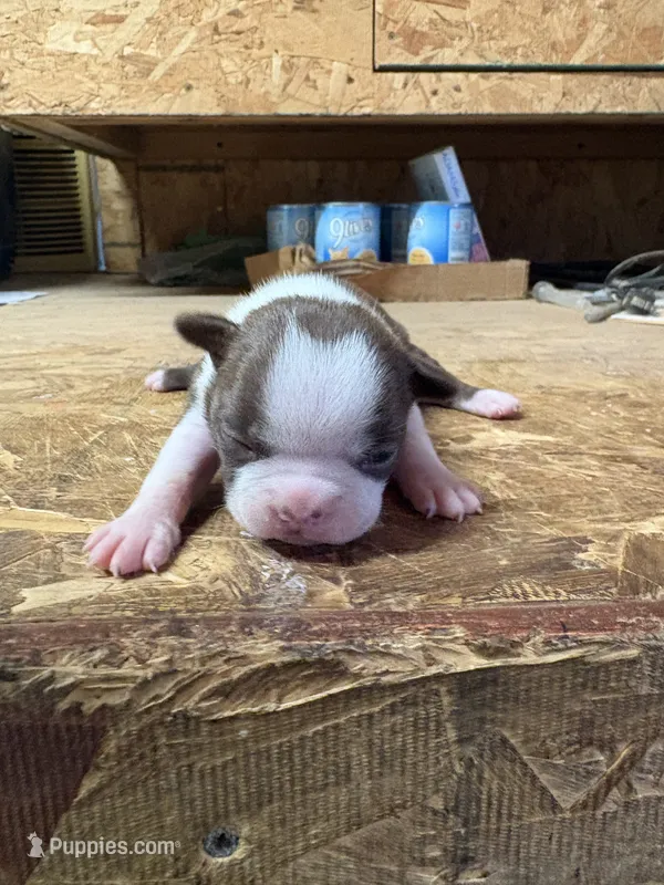 Stella  – Boston Terrier puppy for sale in Potosi, WI