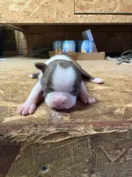 Stella , a female Boston Terrier for sale in Potosi, WI – 1 of 3
