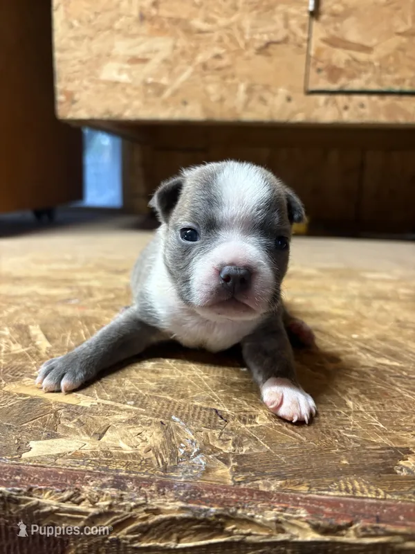 Harley-AKC – Boston Terrier puppy for sale in Potosi, WI