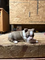 Harley-AKC, a male Boston Terrier for sale in Potosi, WI – Photo 4 of 10