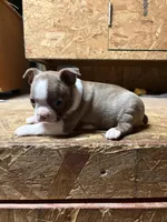 Harley-AKC, a male Boston Terrier for sale in Potosi, WI – Photo 3 of 10