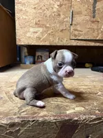 Harley-AKC, a male Boston Terrier for sale in Potosi, WI – Photo 5 of 10