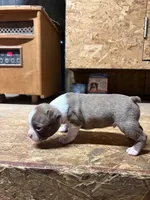 Harley-AKC, a male Boston Terrier for sale in Potosi, WI – Photo 6 of 10