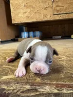 Harley-AKC, a male Boston Terrier for sale in Potosi, WI – Photo 8 of 10