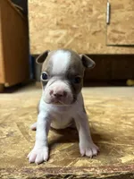 Harley-AKC, a male Boston Terrier for sale in Potosi, WI – Photo 2 of 10