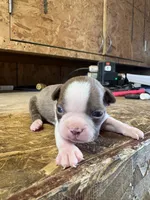 Harley-AKC, a male Boston Terrier for sale in Potosi, WI – Photo 7 of 10