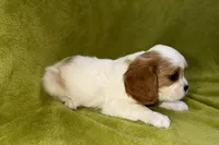 Titus, a male Cavalier King Charles Spaniel for sale in Buffalo, MO – 5 of 6