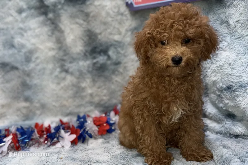 Maggie – Poodle - Toy  puppy for sale in Buffalo, MO