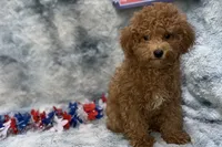 Maggie, a female Poodle - Toy  for sale in Buffalo, MO – 1 of 5