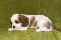 Tate, a male Cavalier King Charles Spaniel for sale in Buffalo, MO – 3 of 8