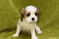 Titus, a male Cavalier King Charles Spaniel for sale in Buffalo, MO – 3 of 6