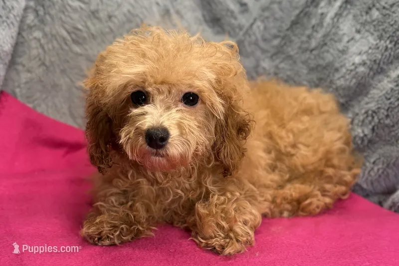 Maisy - ACA – Poodle - Toy  puppy for sale in Buffalo, MO