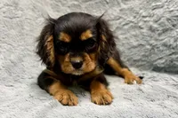 Scout, a male Cavalier King Charles Spaniel for sale in Buffalo, MO – 4 of 9