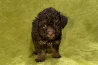 Oreo, a male Poodle - Toy  for sale in Buffalo, MO – 1 of 7