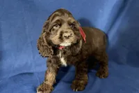 Hazel, a female Cocker Spaniel for sale in Buffalo, MO – 2 of 8