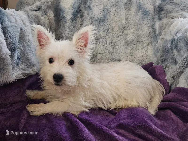 Winter – West Highland White Terrier puppy for sale in Buffalo, MO