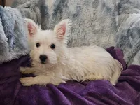 Winter, a female West Highland White Terrier for sale in Buffalo, MO – 1 of 9