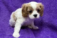 Rachel, a female Cavalier King Charles Spaniel for sale in Buffalo, MO – 3 of 6