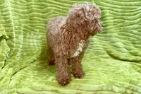 Lee, a male Poodle - Toy  for sale in Buffalo, MO – 3 of 9