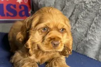 Mally, a female Cocker Spaniel for sale in Buffalo, MO – 2 of 7