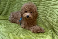 Maggie, a female Poodle - Toy  for sale in Buffalo, MO – 3 of 9