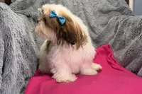 Luna, a female Lhasa Apso for sale in Buffalo, MO – 5 of 6
