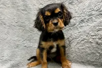 Scout, a male Cavalier King Charles Spaniel for sale in Buffalo, MO – 5 of 9