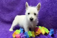 Lady, a female West Highland White Terrier for sale in Buffalo, MO – 3 of 5