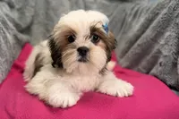 Luna, a female Lhasa Apso for sale in Buffalo, MO – 3 of 6