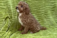 Lee, a male Poodle - Toy  for sale in Buffalo, MO – 7 of 9