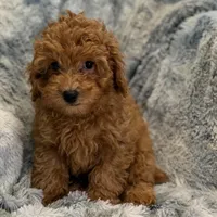 Luke, a male Poodle - Toy  for sale in Buffalo, MO – Photo 4 of 5