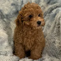 Luke, a male Poodle - Toy  for sale in Buffalo, MO – Photo 1 of 5