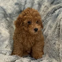 Luke, a male Poodle - Toy  for sale in Buffalo, MO – Photo 5 of 5
