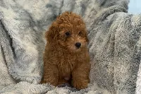 Luke, a male Poodle - Toy  for sale in Buffalo, MO – Photo 5 of 5